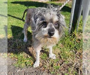 - Mix Dogs for adoption in Camarillo, CA, USA
