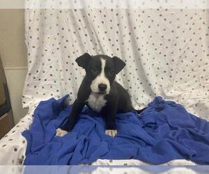 American Pit Bull Terrier-Unknown Mix Dogs for adoption in Modesto, CA, USA