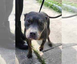 American Staffordshire Terrier-Unknown Mix Dogs for adoption in San Antonio, TX, USA