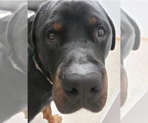 Rottweiler Dogs for adoption in Anchorage, AK, USA