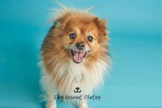 Medium Photo #1 Pomeranian Puppy For Sale in Dallas, TX, USA