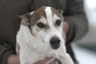 Jack Russell Terrier Dogs for adoption in Batavia, NY, USA
