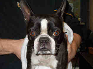 Boston Terrier Dogs for adoption in Lacombe, LA, USA