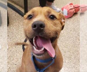 Vizsla Dogs for adoption in Tempe, AZ, USA