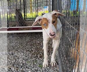Border Collie-Unknown Mix Dogs for adoption in Tulsa, OK, USA