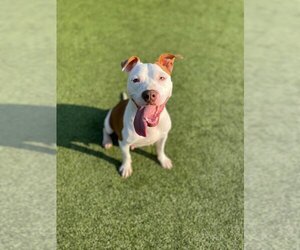 American Staffordshire Terrier Dogs for adoption in Godfrey, IL, USA