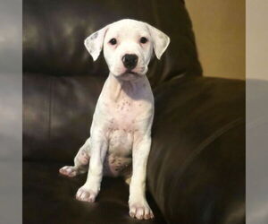 American Pit Bull Terrier-Labrador Retriever Mix Dogs for adoption in Princeton, MN, USA