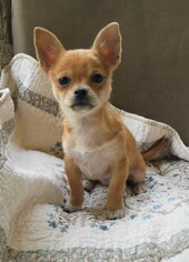 Medium Photo #1 Cheeks Puppy For Sale in Newnan, GA, USA