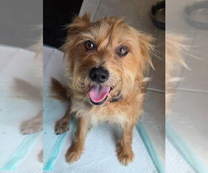 Cairwich Terrier Dogs for adoption in Valrico, FL, USA