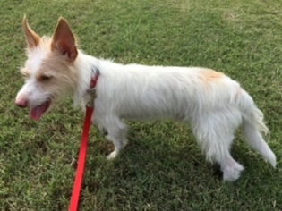 Mutt Dogs for adoption in Coppell, TX, USA