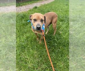 American Pit Bull Terrier-Unknown Mix Dogs for adoption in Louisville, KY, USA