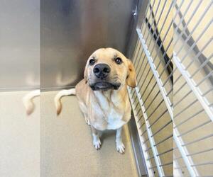 Labrador Retriever-Unknown Mix Dogs for adoption in Rockwall, TX, USA