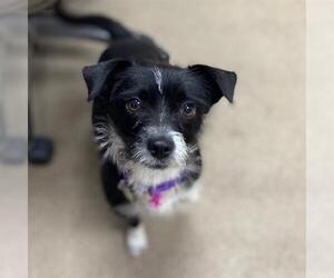 Taco Terrier Dogs for adoption in Aurora, CO, USA