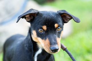 Doxie-Pin Dogs for adoption in El Cajon, CA, USA
