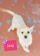 Cairn Terrier-Unknown Mix Dogs for adoption in Apache Junction, AZ, USA