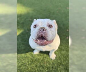 American Bulldog Dogs for adoption in Salinas, CA, USA