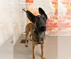 Mutt Dogs for adoption in San Bernardino, CA, USA