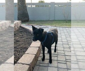 Labrador Retriever-Unknown Mix Dogs for adoption in Chandler, AZ, USA
