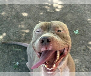 Mutt Dogs for adoption in Tulsa, OK, USA