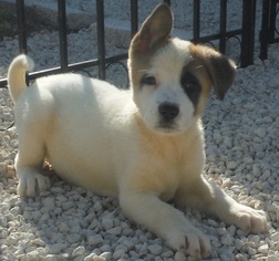 Akita Dogs for adoption in Commerce, GA, USA