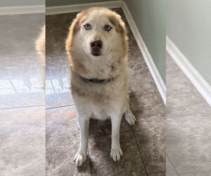 Siberian Husky Dogs for adoption in Carrollton, TX, USA