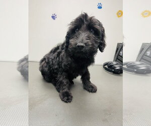 Poodle (Standard) Dogs for adoption in Winter, WI, USA