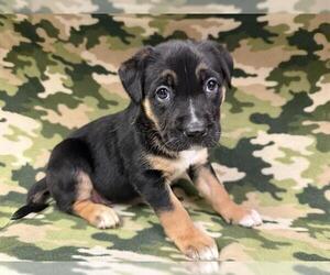 Boxer-German Shepherd Dog Mix Dogs for adoption in HESPERIA, CA, USA