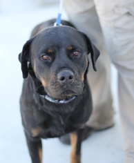 Rottweiler Dogs for adoption in Fresno, CA, USA
