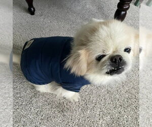 Pekingese Dogs for adoption in Minneapolis, MN, USA