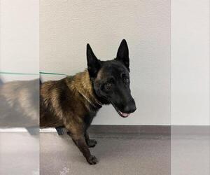 Mutt Dogs for adoption in HESPERIA, CA, USA