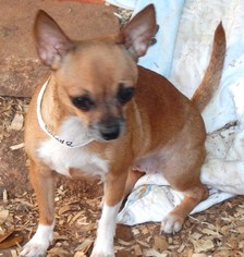 Medium Photo #1 Chihuahua Puppy For Sale in Anderson, SC, USA