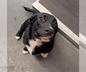 Australian Shepherd-Staffordshire Bull Terrier Mix Dogs for adoption in Santa Cruz, CA, USA