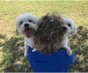 Coton de Tulear Dogs for adoption in Denton, TX, USA
