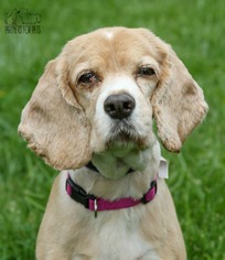 Cocker Spaniel Dogs for adoption in Troy, IL, USA