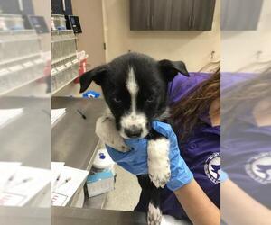 Siberian Husky-Unknown Mix Dogs for adoption in Conroe, TX, USA