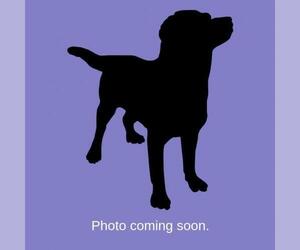 Black and Tan Coonhound-Labrador Retriever-Labrador Retriever Mix Dogs for adoption in Roanoke, VA, USA