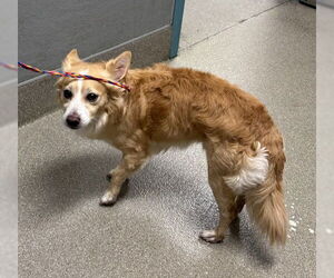 Chihuahua-Unknown Mix Dogs for adoption in Las Vegas, NV, USA