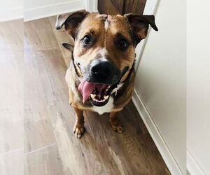 American Bulldog-Labrador Retriever Mix Dogs for adoption in Princeton, MN, USA