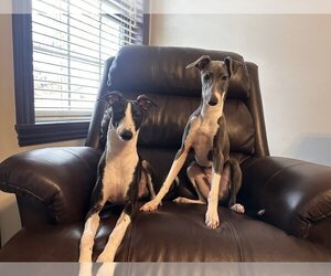 Italian Greyhound Dogs for adoption in Bolivar, MO, USA