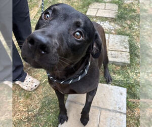 Mutt Dogs for adoption in Elmsford, NY, USA