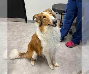 Collie Dogs for adoption in Dublin, OH, USA
