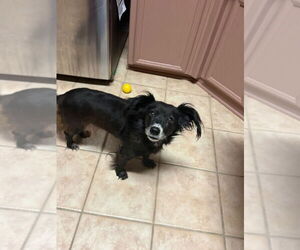 Cocker Spaniel-Dachshund Mix Dogs for adoption in Oak Bluffs, MA, USA