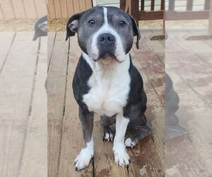 American Pit Bull Terrier-Unknown Mix Dogs for adoption in Wetumpka, AL, USA