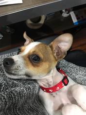 Small Italian Greyhound-Jack Russell Terrier Mix