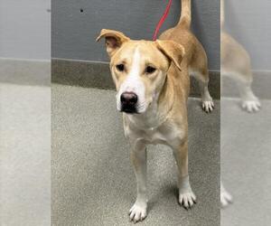 American Pit Bull Terrier-Unknown Mix Dogs for adoption in Las Vegas, NV, USA