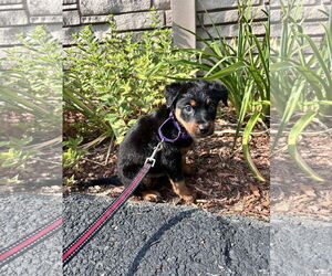 Mutt Dogs for adoption in Sterling, MA, USA