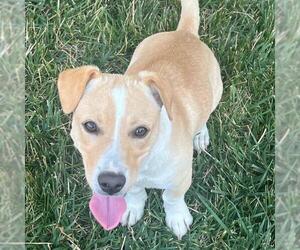 Pembroke Welsh Corgi-Unknown Mix Dogs for adoption in San Diego, CA, USA