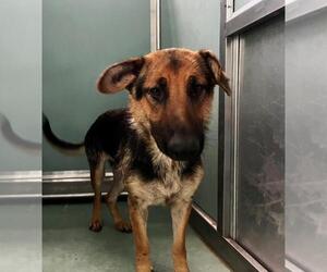 German Shepherd Dog Dogs for adoption in Moreno Valley, CA, USA
