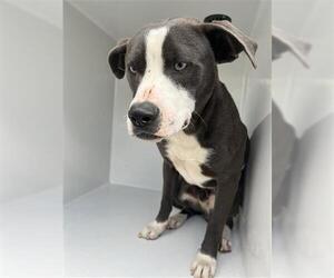 American Pit Bull Terrier-Unknown Mix Dogs for adoption in Houston, TX, USA