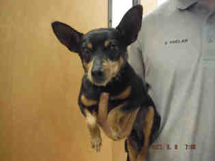 Miniature Pinscher Dogs for adoption in Oroville, CA, USA